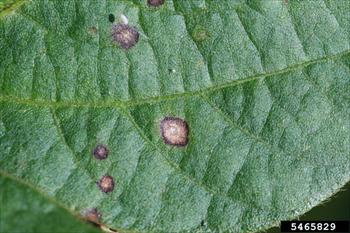 لکه چشمی برگ سویا